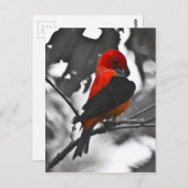 Male Scarlet Tanager Briefkaart (Voorkant / Achterkant)