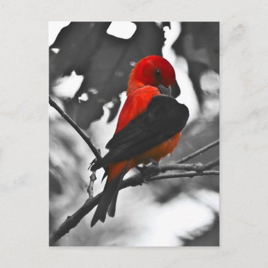 Male Scarlet Tanager Briefkaart (Voorkant)