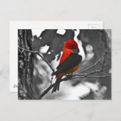 Male Scarlet Tanager Briefkaart (Voorkant / Achterkant)