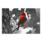 Male Scarlet Tanager Foto Afdruk (Voorkant)