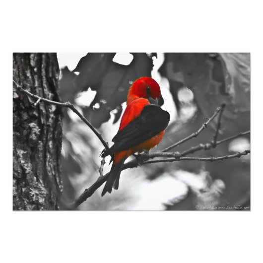 Male Scarlet Tanager Foto Afdruk (Voorkant)