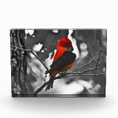 Male Scarlet Tanager Fotoblokken (Voorkant)