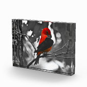 Male Scarlet Tanager Fotoblokken (Rechts)
