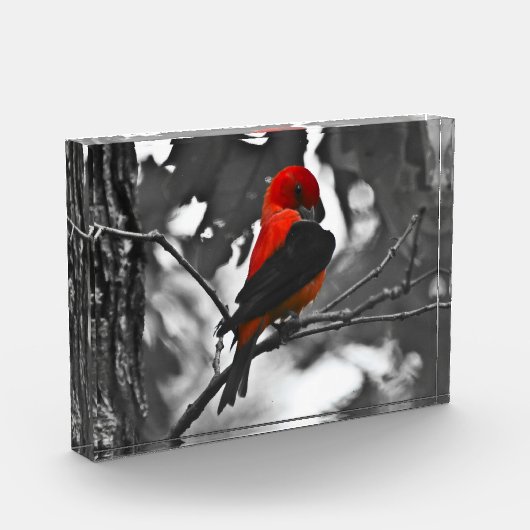 Male Scarlet Tanager Fotoblokken (Links)