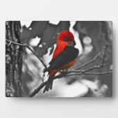 Male Scarlet Tanager Fotoplaat (voorkant)