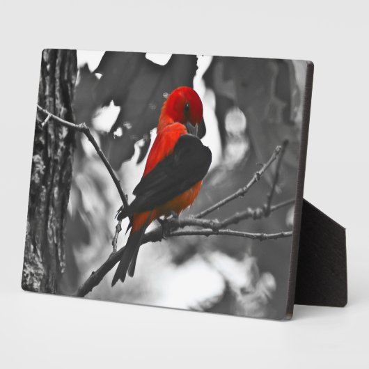 Male Scarlet Tanager Fotoplaat (Zijkant)