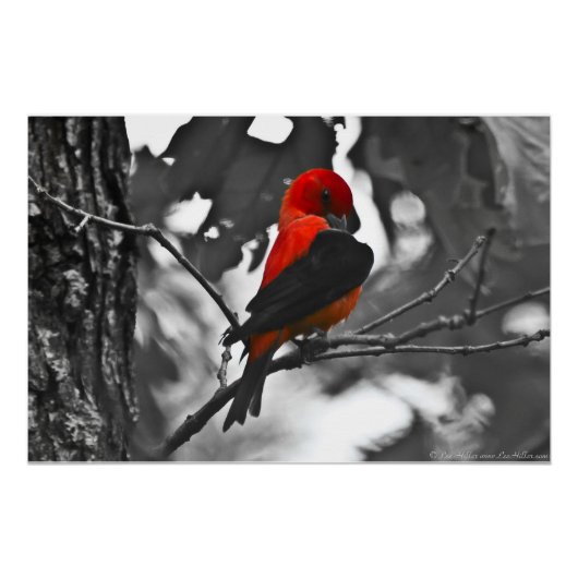 Male Scarlet Tanager Perfect Poster (Voorkant)