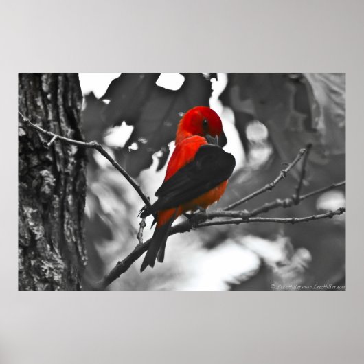 Male Scarlet Tanager Poster (Voorkant)