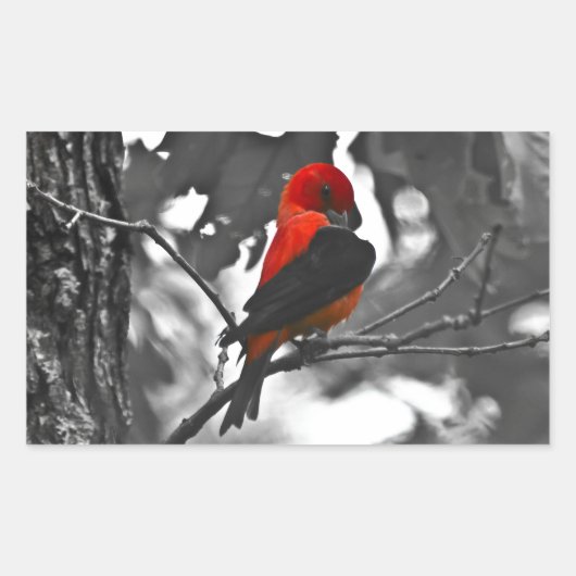 Male Scarlet Tanager Rechthoekige Sticker (Voorkant)