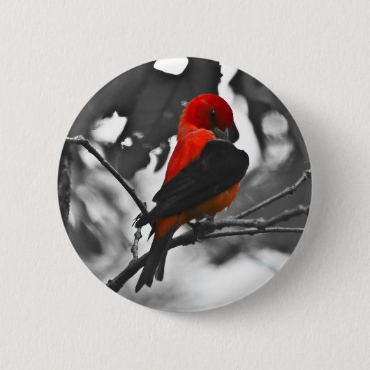 Male Scarlet Tanager Ronde Button 5,7 Cm (Voorkant)