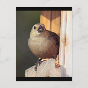 Male Shiny Cowbird Foto Briefkaart