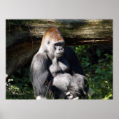 Male Silver-back Gorilla Poster (Voorkant)