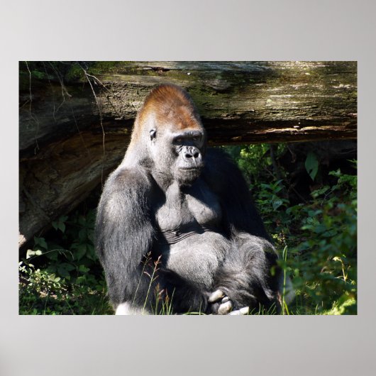 Male Silver-back Gorilla Poster (Voorkant)