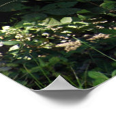 Male Silver-back Gorilla Poster (Hoek)