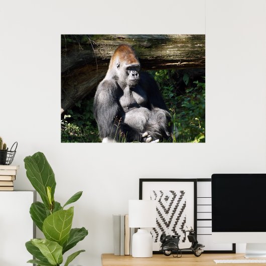 Male Silver-back Gorilla Poster (Thuiskantoor)