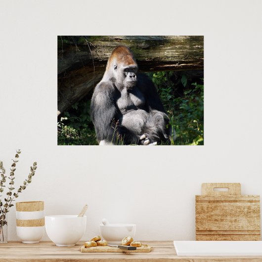 Male Silver-back Gorilla Poster (Keuken)