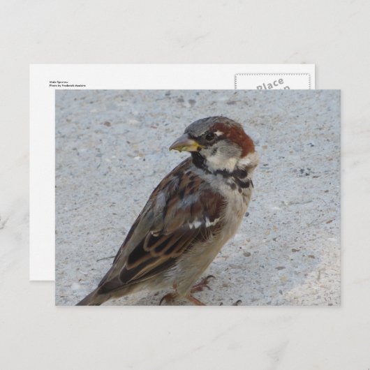 Male Sparrow Briefkaart (Voorkant / Achterkant)