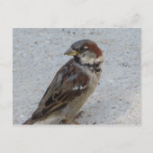 Male Sparrow Briefkaart (Voorkant)