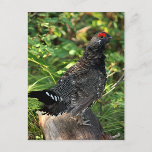 Male Spruce Grouse Briefkaart