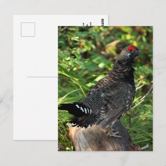 Male Spruce Grouse Briefkaart (Voorkant / Achterkant)