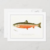 Male Sunapee Trout Briefkaart (Voorkant / Achterkant)