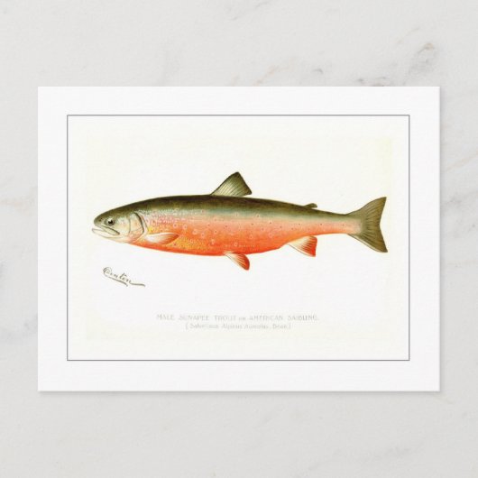Male Sunapee Trout Briefkaart (Voorkant)