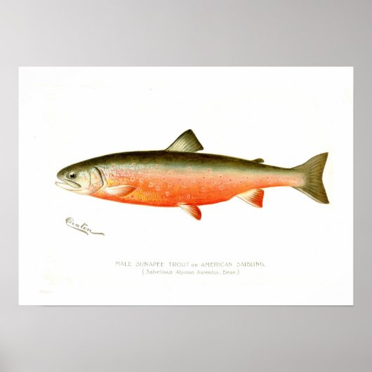 Male Sunapee Trout Poster (Voorkant)