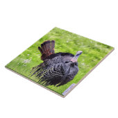 Male Turkey close up Tegeltje (Zijkant)