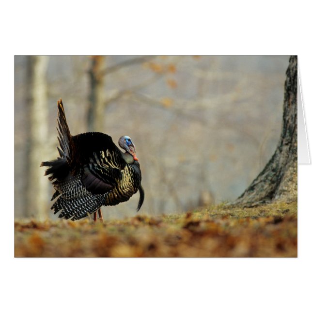 Male turkey strutting, Illinois (Voorkant Horizontaal)