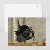 Male turkey strutting, Illinois Briefkaart (Voorkant / Achterkant)