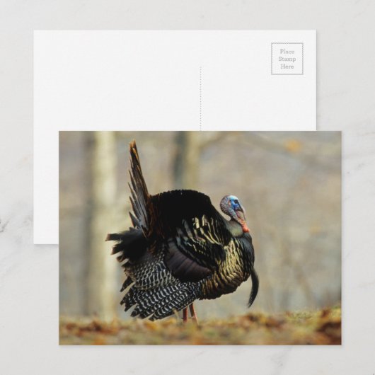 Male turkey strutting, Illinois Briefkaart (Voorkant / Achterkant)