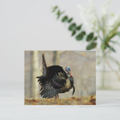 Male turkey strutting, Illinois Briefkaart (Staand voorkant)