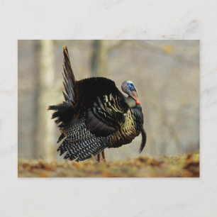 Male turkey strutting, Illinois Briefkaart
