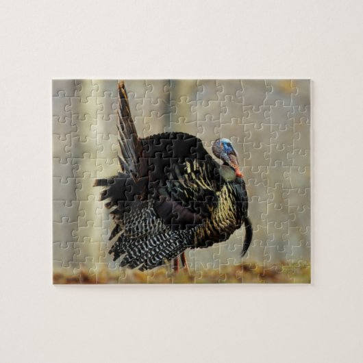 Male turkey strutting, Illinois Legpuzzel (Horizontaal)