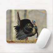 Male turkey strutting, Illinois Muismat (Met muis)