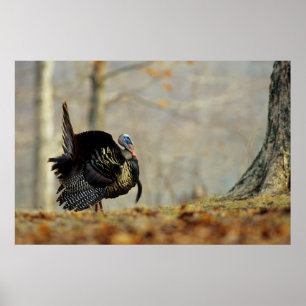 Male turkey strutting, Illinois Poster