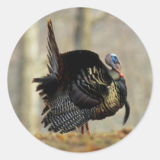 Male turkey strutting, Illinois Ronde Sticker (Voorkant)