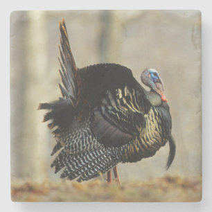 Male turkey strutting, Illinois Stenen Onderzetter