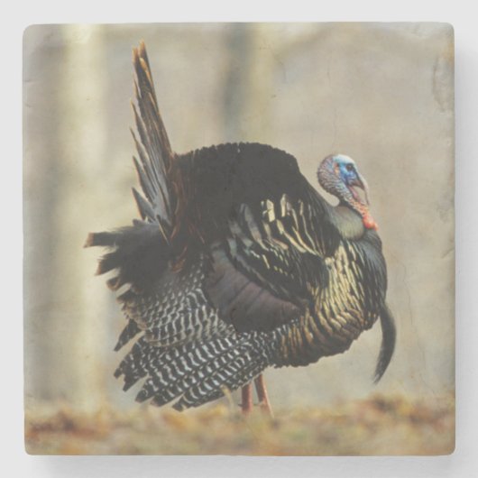 Male turkey strutting, Illinois Stenen Onderzetter (Voorkant)