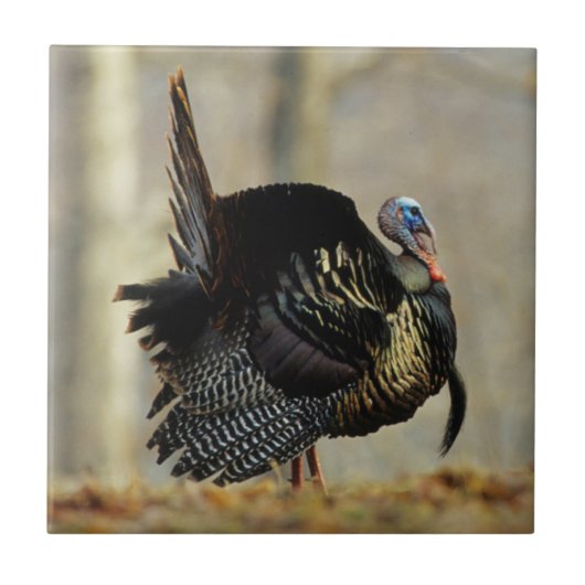 Male turkey strutting, Illinois Tegeltje (Voorkant)