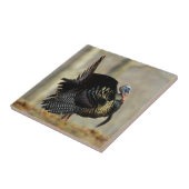 Male turkey strutting, Illinois Tegeltje (Zijkant)
