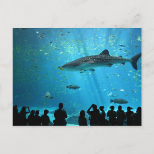 Male Whale Shark Briefkaart