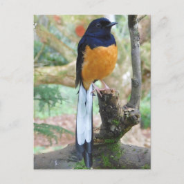 Male White-Rumped Shama Bird Briefkaart