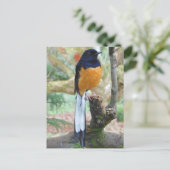 Male White-Rumped Shama Bird Briefkaart (Staand voorkant)