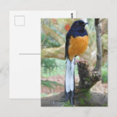 Male White-Rumped Shama Bird Briefkaart (Voorkant / Achterkant)