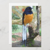 Male White-Rumped Shama Bird Feestdagenkaart (Voorkant / Achterkant)
