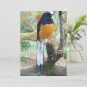 Male White-Rumped Shama Bird Feestdagenkaart (Staand voorkant)