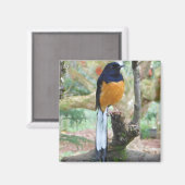 Male White-Rumped Shama Bird Magneet (Voorkant / Achterkant)