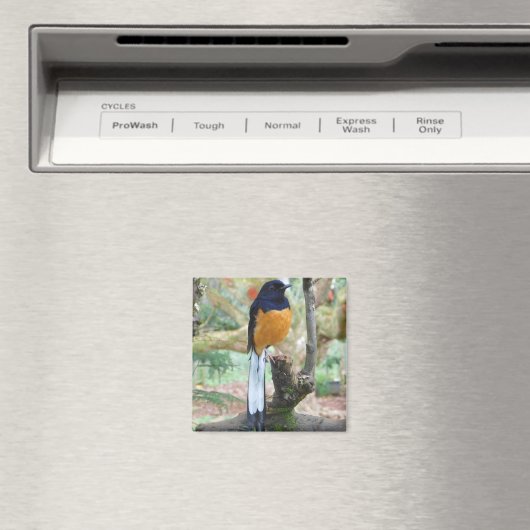 Male White-Rumped Shama Bird Magneet (Insitu (Vaatwasser))