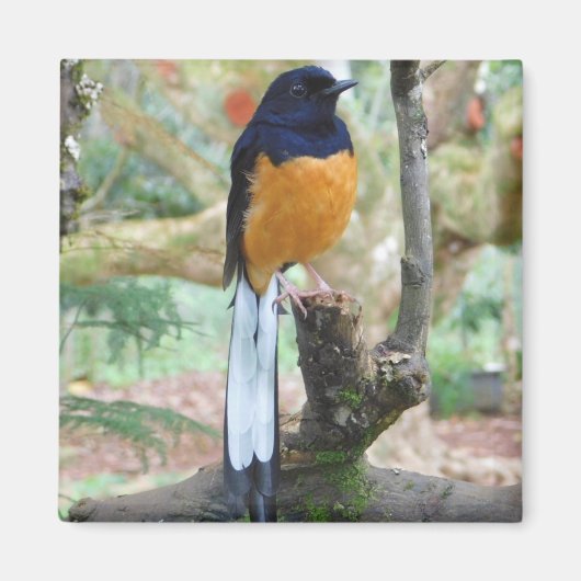Male White-Rumped Shama Bird Magneet (Voorkant)